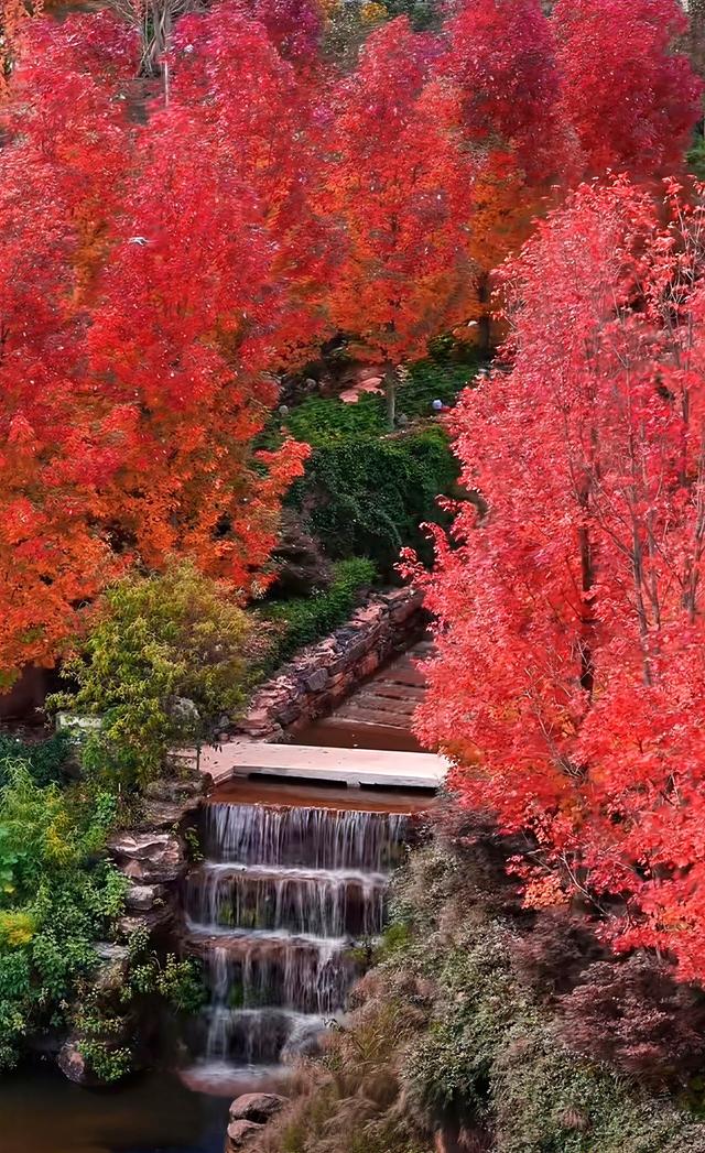 邂逅石林天外天红枫节“枫景线”