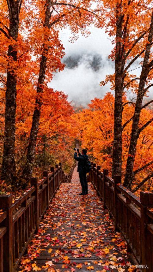 免费！免费！彭州这4个地方彩林已红透，错过等一年！