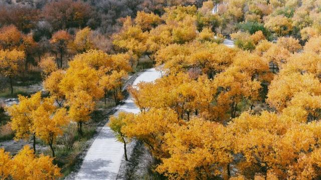 梦中情秋！赏金湖杨，这里全国闻名