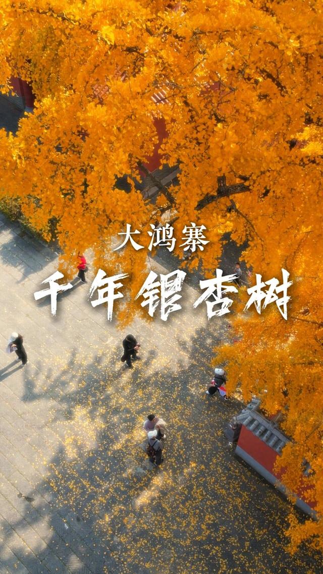 秋日顶流诞生！大鸿寨这棵千年银杏，把秋天染成了金色海洋！