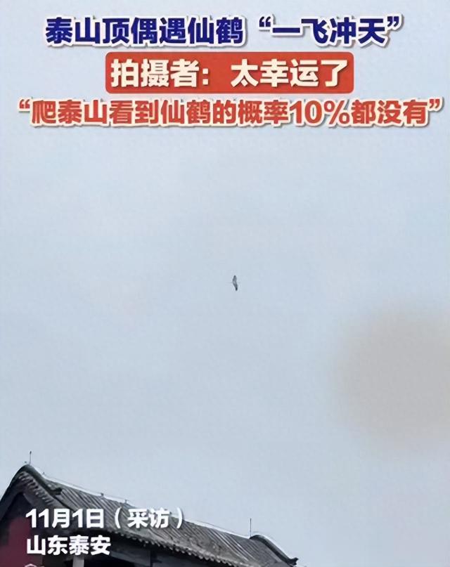 泰山顶上现祥瑞！游客泰山顶偶遇仙鹤盘旋，宛若仙境