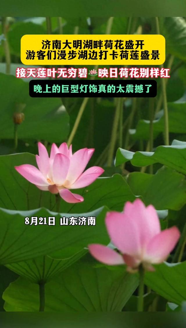 大明湖的荷花凭什么治愈了所有人?这答案藏在济南人的夏天里