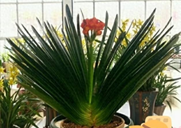 甘肃一大叔，养20年的君子兰长成“巨无霸”，网友：成王成精了！