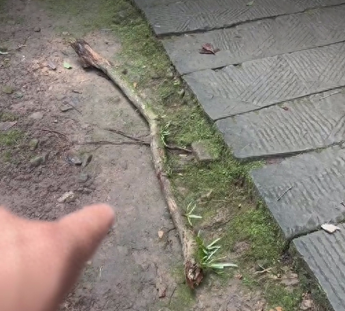 紫牛热点|四川一景区枯枝掉落砸伤女游客！景区回应：全程协助就医，启动安全隐患排查