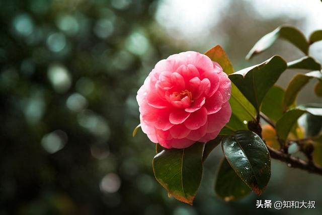 “人有福，藏不住”，有福气的女人，未必漂亮，但有这3个特征