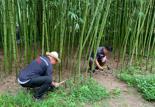 北京市属公园全面开展蚊虫防制！已清理卫生死角200余处