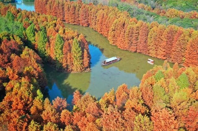 秋冬颜值天花板，上海海湾森林公园红杉林迎最佳观赏期