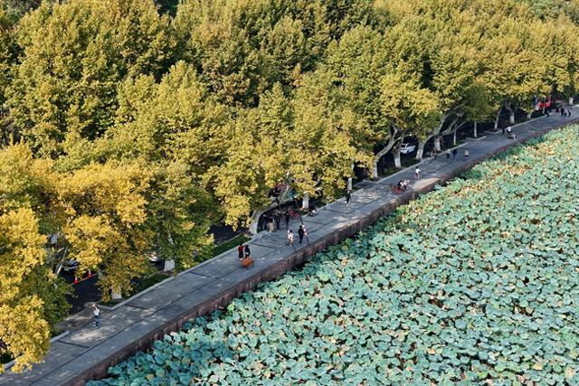 周末天好到不可辜负，植物园菊展和满觉陇赏桂预计人气爆棚