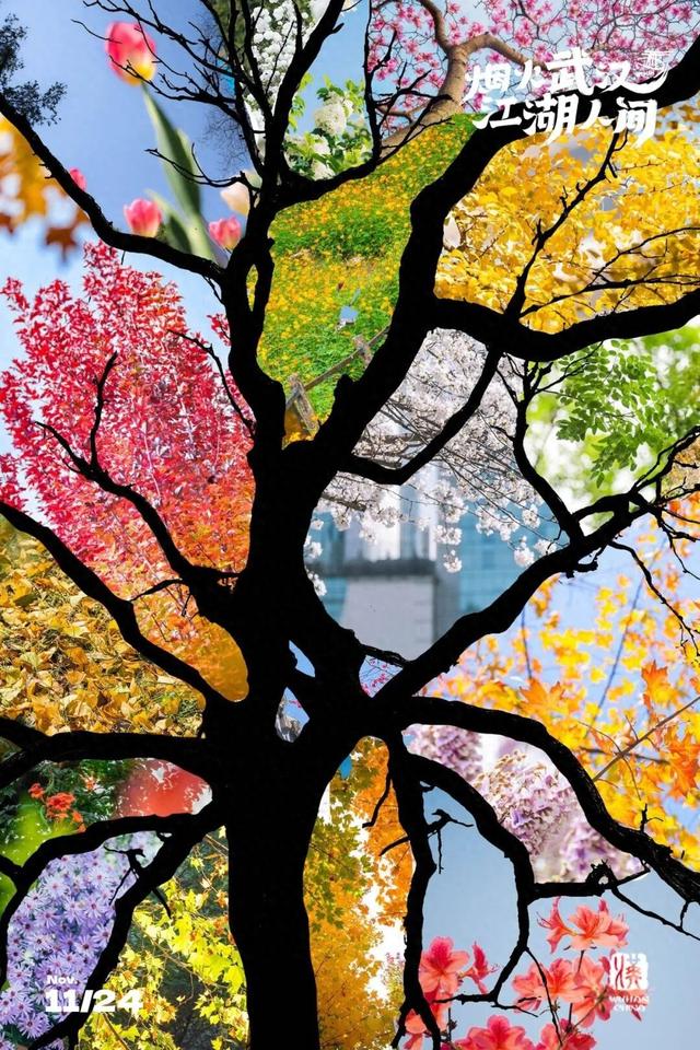 武汉为百年古树建公园，免费开放！