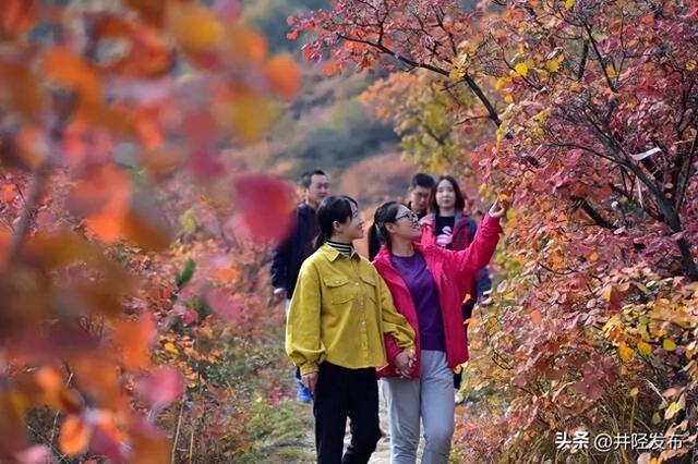 红叶专线开通！石家庄到井陉仙台山直达