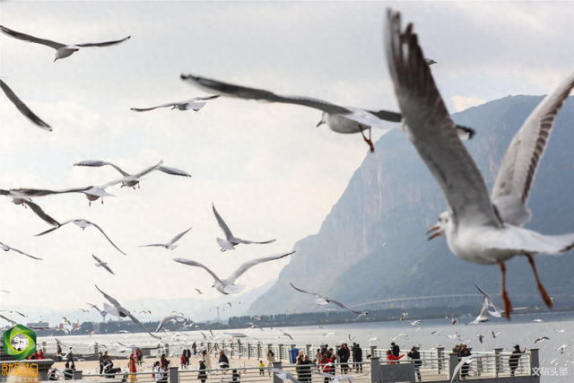 跟着海鸥追鸥气！打卡云南湖光的冬日诗意栖居