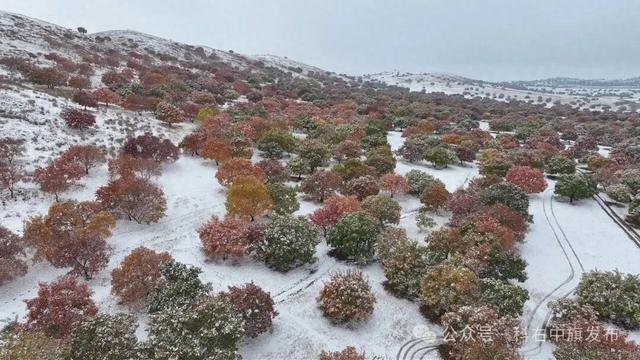 雪映五角枫