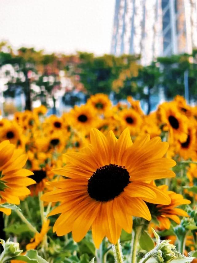 广州秋日遛娃赏花攻略：觅市中心小众花海，与娃共赴粉金浪漫！