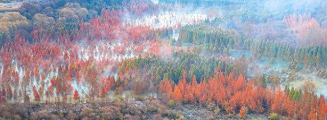 昆明甸尾村：多彩水杉护水源