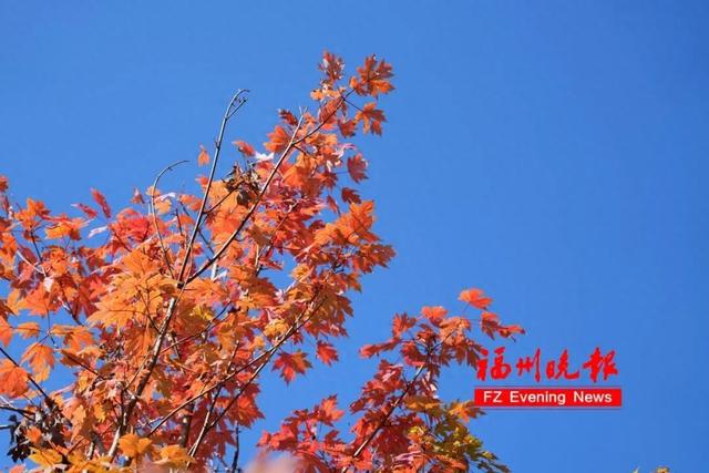 福建这几处宝地，藏着绝美“枫”景