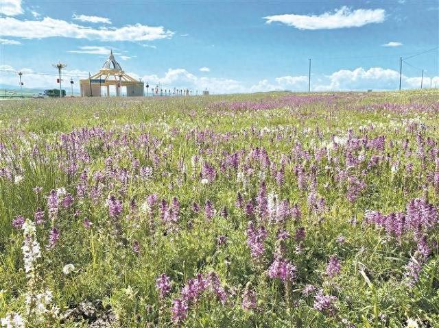 河南草原 风光正好