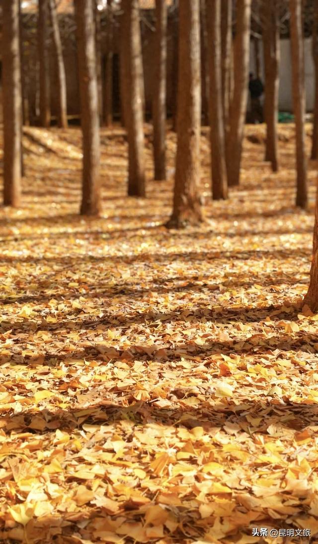 8天金黄狂欢！呈贡银杏嘉年华解锁冬日限定浪漫