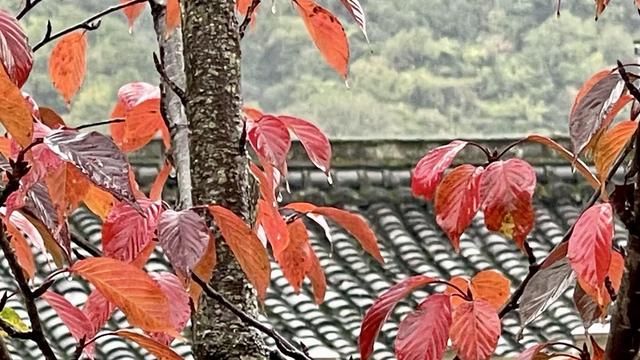 黄柏塬：山居听雨