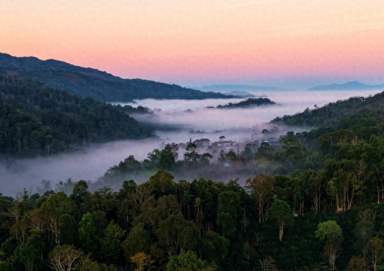 无需滤镜，勐海冬日茶山晕染成茶韵画卷