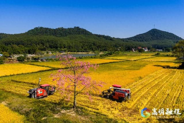 限定浪漫！高明晚稻收割忙，“丰”景美如画