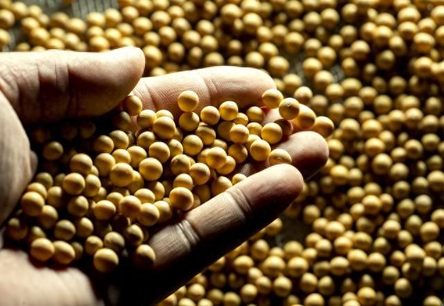豆粕还能降吗？10月9日全国价格+库存数据，3个信号给你答案