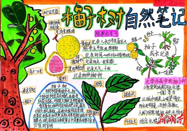 秋天是什么花开放的季节（节气湖南·物候｜白露风清月白）
