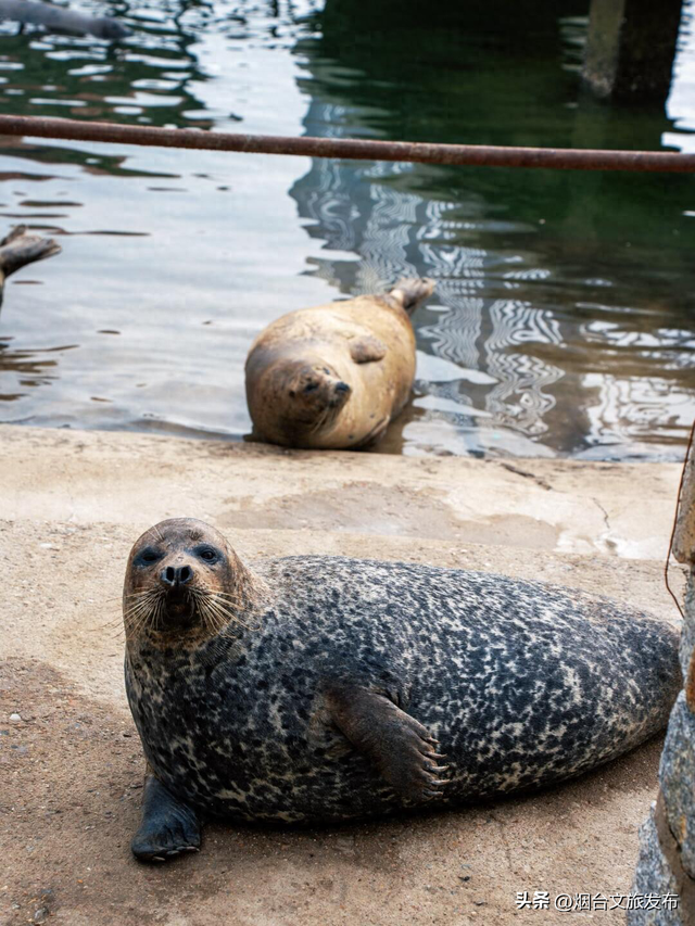 【乐游烟台】“豹豹山”？烟台已经进化成这样了