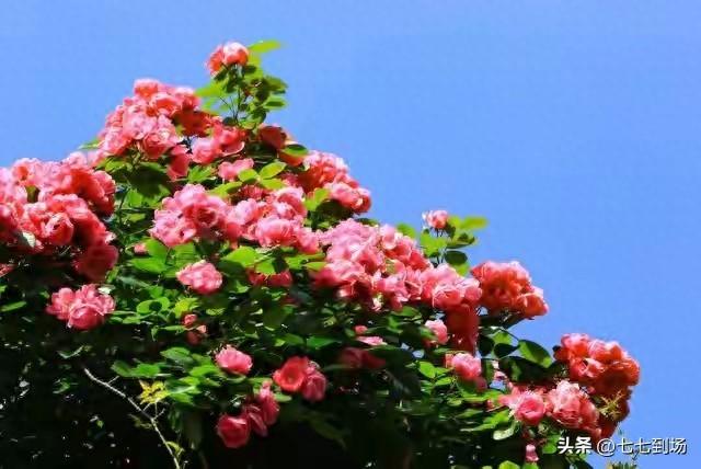 情深似海	，念你成诗