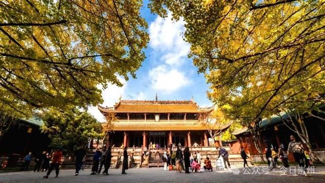 银杏季，罨画池周边停车指南来了！