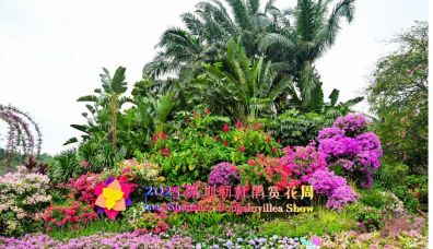 山海连城，花满全城——2025深圳簕杜鹃赏花周正式启幕