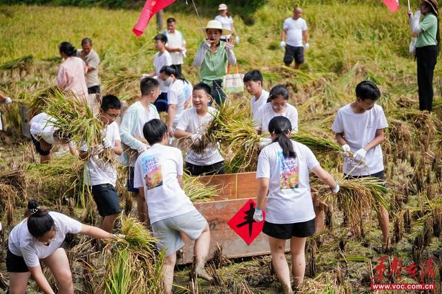 “耕读紫鹊界”亲子研学：看大美梯田，学收割水稻，练梅山武术