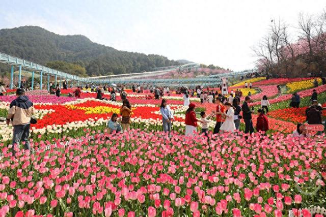 红粉相间春似锦 花海人潮共春光