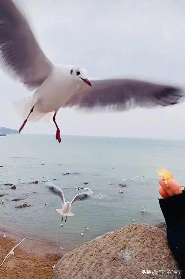 青岛栈桥喂海鸥