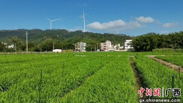 何坚勇最优化（广西北流冬菜产业成为乡村振兴绿色引擎​）