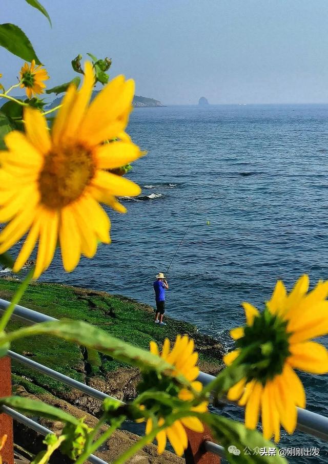 大连海边向日葵，银沙滩向日葵小路太美了