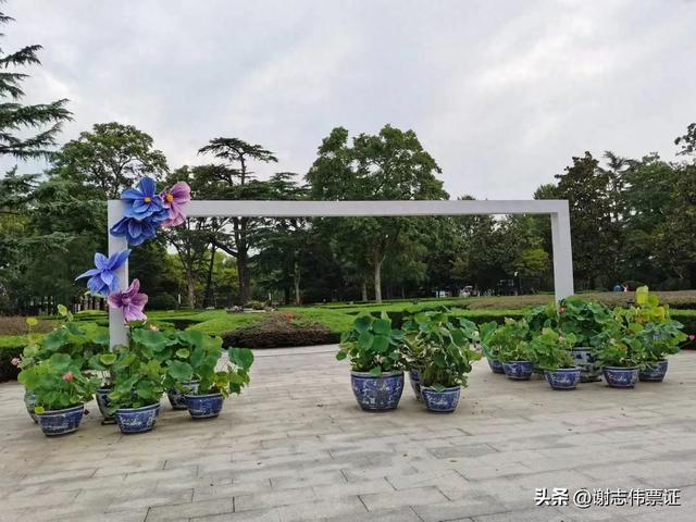 用荷花点缀空旷的陆地