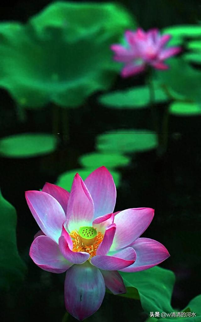 荷花是夏季里最曼妙的风景