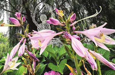 太原市各大公园玉簪花如约盛开，洁白淡雅、馨香沁脾