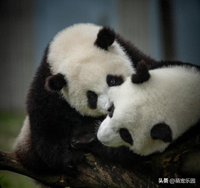 那些圆滚滚的身影融化人心，离别钟声响起时我们想的却是祝福