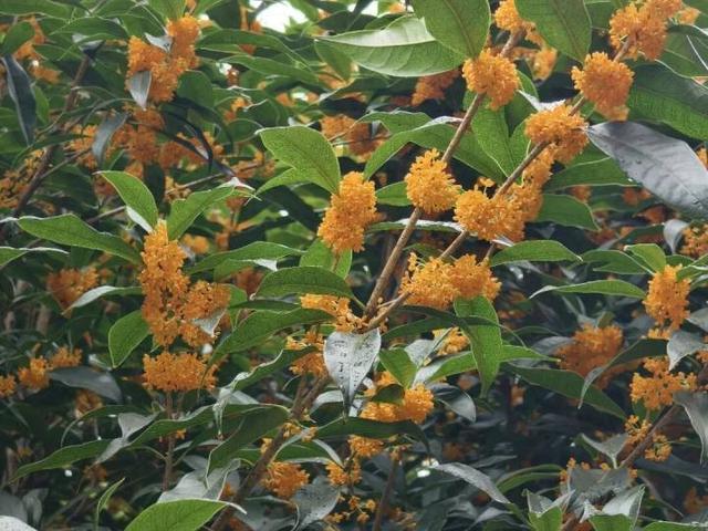 杭州“河边赏桂地图”来了