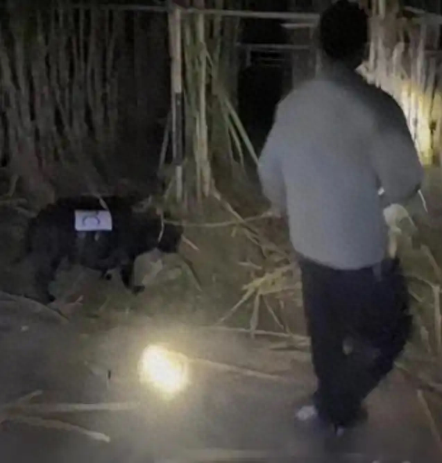 人和狗都累瘫了！9.9元的“偷甘蔗”爆火，老板：情况有点失控