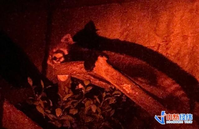 近2000元住一晚海洋馆，门票售罄！这种旅游方式火了