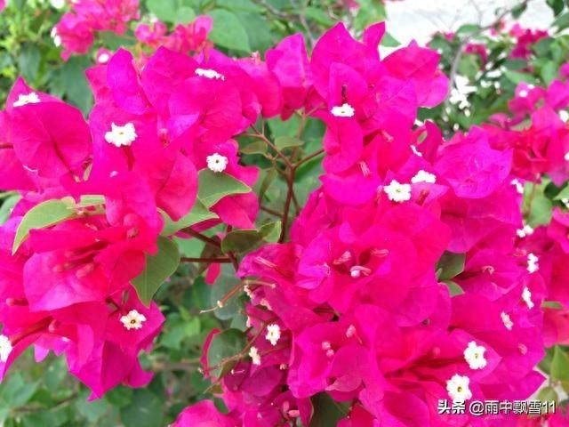 三叶梅花期多久三叶梅什么时候开花（三角梅不用买）