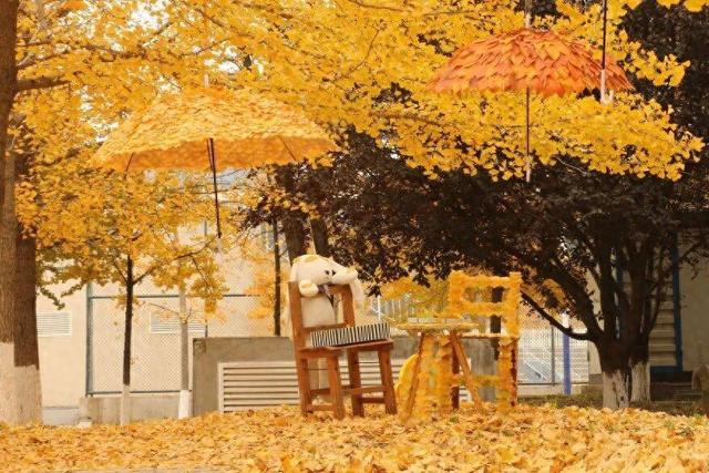 观赏期约一个月 成都发布公园城市银杏观叶指南