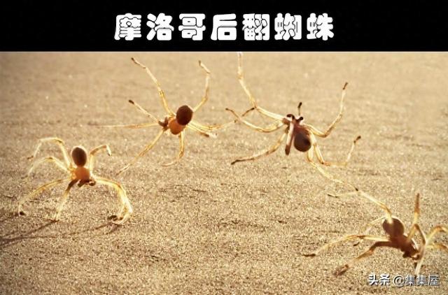 比较常见的蜘蛛有哪些品种（细数世界各地存在的10大奇怪的毒蜘蛛）