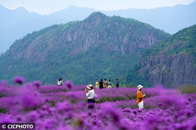 花开成海景色美