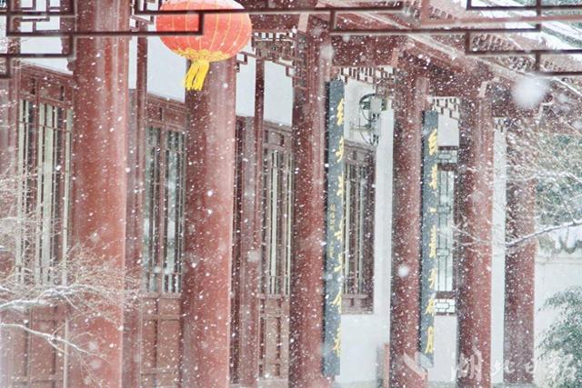 ​东湖梅花枝头俏，大雪里的“中式美学”尽显诗意