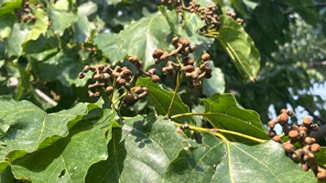 周华诚：枳椇帖