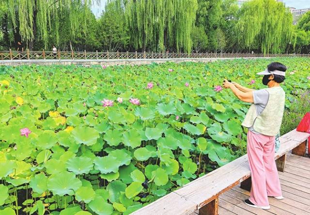 太原市迎泽公园池塘内粉红色的荷花持续开放