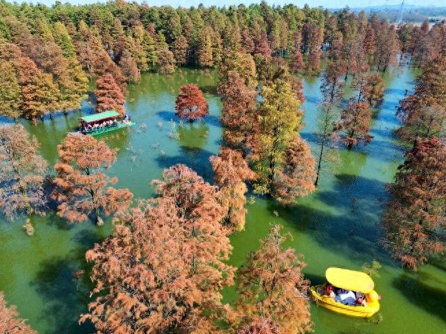 庐江大汉塘万株池杉迎来绚烂“红妆”季